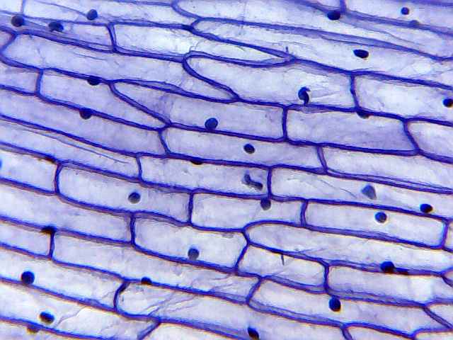 How to Prepare Microscope Slides